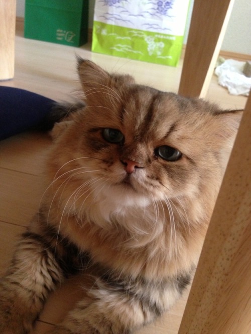 catsbeaversandducks:  Japan’s Version Of Grumpy Cat Is A Cat Who Looks Like He’s Permanently Disappointed In You. (he’s not angry, he’s just, you know, disappointed…) All the cuteness via BuzzFeed 