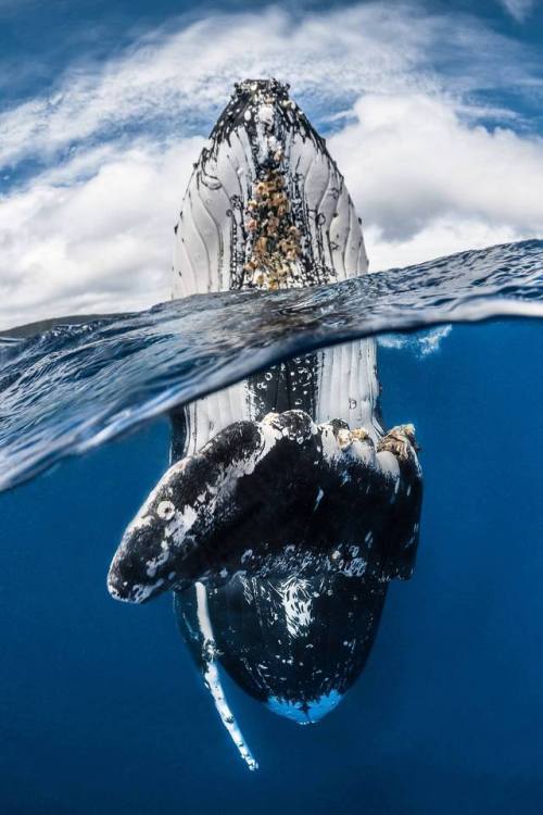 Underwater photographer of the year 2018 Most of these competitions seem to reveal results around th