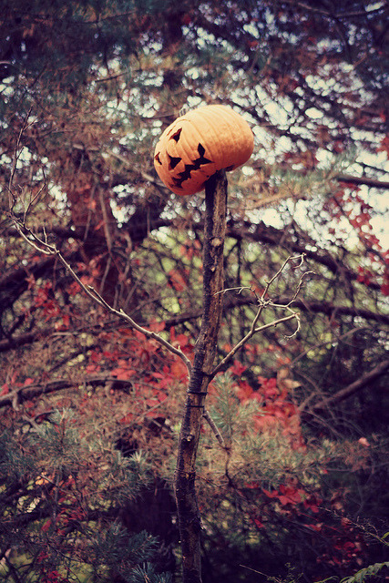 hellocozydays:   NYBG - Haunted Pumpkin Garden by ohgoodgracious on Flickr.