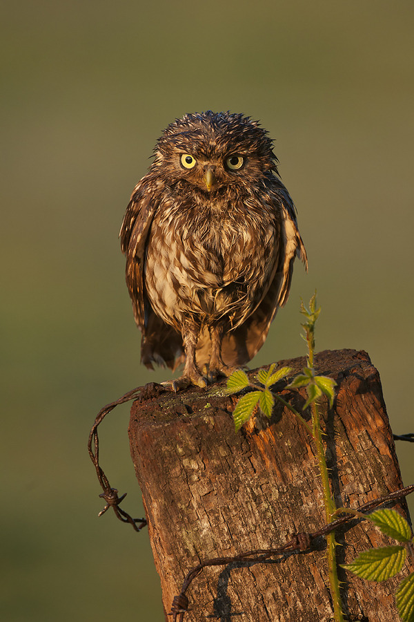 wowtastic-nature:  Sharp Dressed Man by  Dale Sutton on 500px.com (Original Size