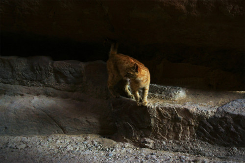 rokuthecat:Petra cat by ramonvantloo Cat walking around in the passage leading to Petra, Jordan Jord