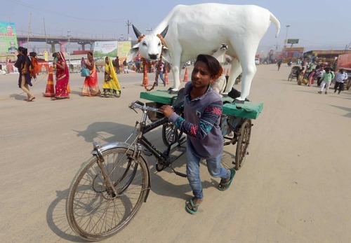 A man transports a statue of a cow on the back of his bike as he passes the banks of the Ganges duri