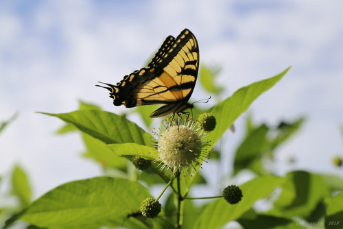 vandaliatraveler:Appalachian Summer, 2018, Volume Eight: Common Buttonbush. As Appalachia’s butterfl