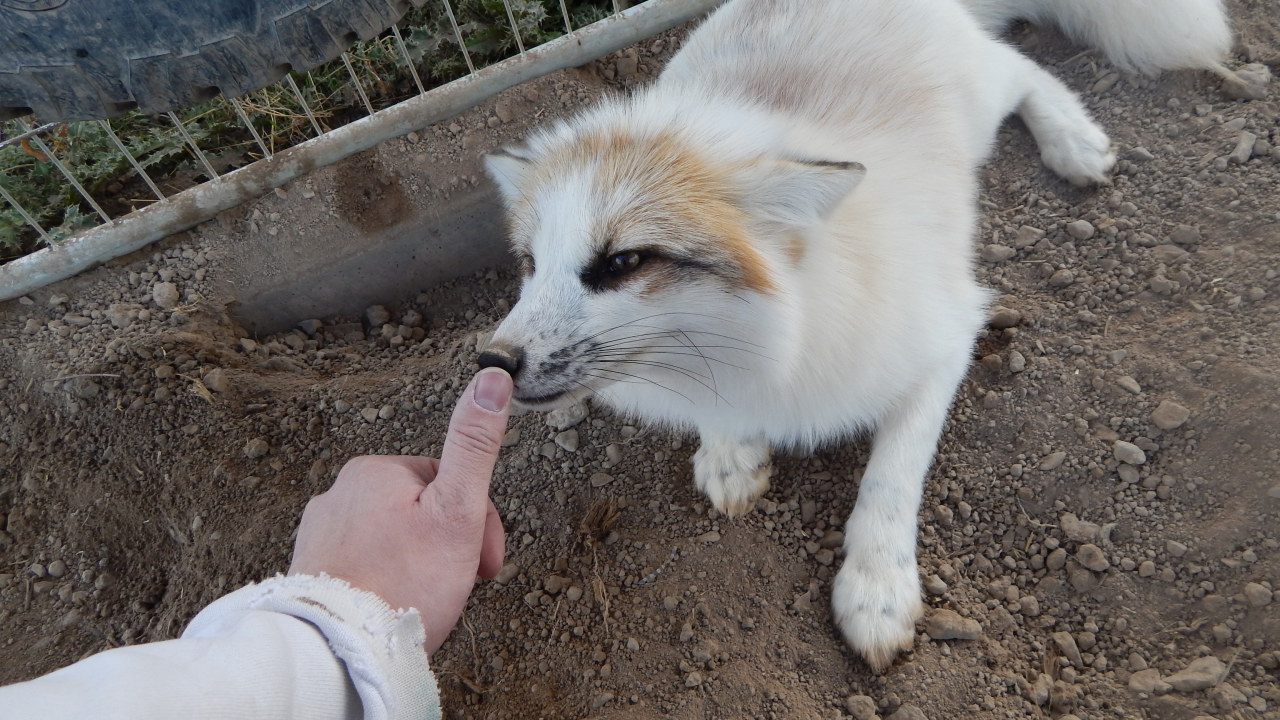 foxesarethebestanimals:  It’s been some time but I got to see the beloved Juno,