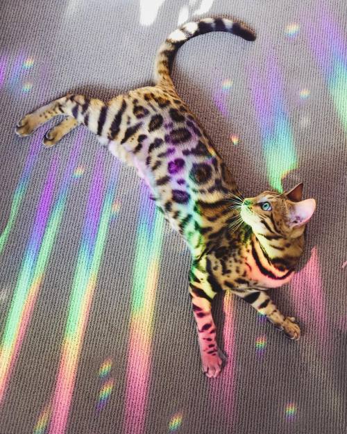 everythingfox:Colourful SukiSukiicatWhat kind of Lisa Frank nonsense is this?