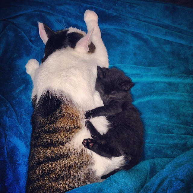 Super cute nap time earlier! Leo actually let Lucy cuddle up! #cats #kitten #cute #cuddletime #picsitch