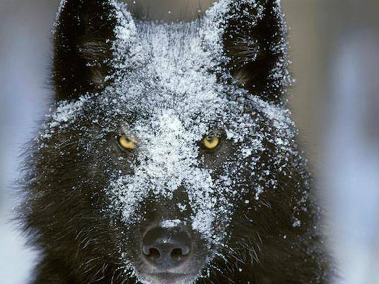 eurasianwolfie:  “Keep a cool head and a warm heart.” ~ Mike Love Photo Source