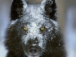 Eurasianwolfie:  “Keep A Cool Head And A Warm Heart.” ~ Mike Love Photo Source