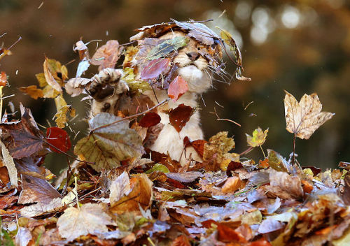 grrlyman:Lion cub playing in leaves