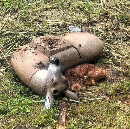 vampireapologist: congenitaldisease: A fawn curled up beside a fake deer which is used for target pr