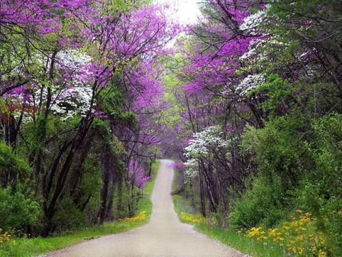 Anyone seeing views like this yet in East Texas? Perfection captured by our friend Jenn Dunkin @jenn