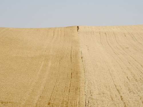 Harvested Field Boundary, The Palouse, Whitman County, Washington, 2014.