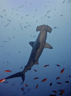 the-shark-blog:  Scalloped Hammerhead Shark by Doug Rigg 