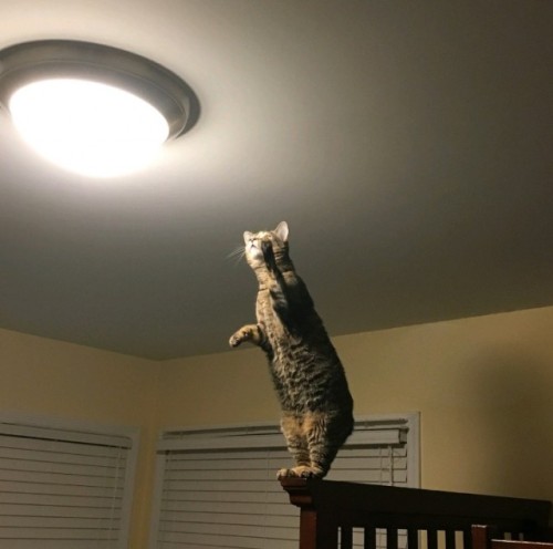 catasters: “The Light is Calling Me…”
