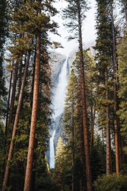 different-landscapes:  Yosemite falls towering above the trees  ( by Dylan Kato )