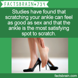 Factsbrain:  Studies Have Found That Scratching Your Ankle Can Feel As Good As Sex