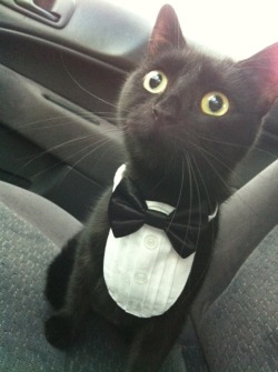 worldofthecutestcuties:  What do you mean, vet’s office? YOU SAID WE WERE GOING TO THE PHILHARMONIC!