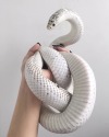 brun-the-disir:Just like marble Photo from Instagram account janelovessnake