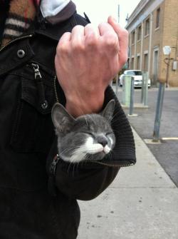 awwww-cute:  This is how Milkshake stays warm on the walk to work 