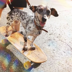 doublethebridesdoublethefun:  Punk pup.