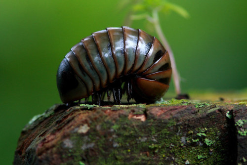 end0skeletal-undead: Pill millipedes are any members of two living (and one extinct) orders of milli