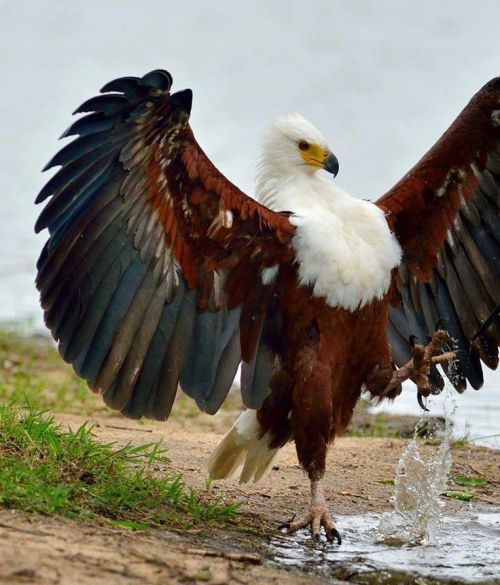 defilerwyrm:beautifulpicturesamazing:The Regal Eagle Stru beautiful amazinga literal red, white, &am