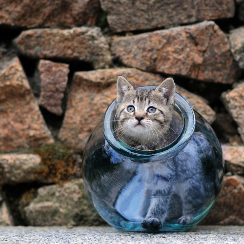 catycat21:> Small fish in its bowl < by ~ Jessy Simon ~ 700k views ♥ on Flickr.