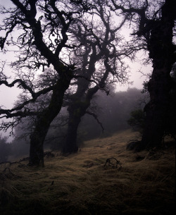darkface:  What remains within the Fog (by Evan Tchelepi) 