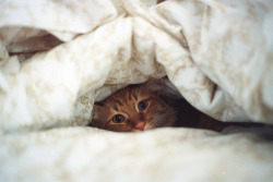 kitten is hiding today…a blah day,