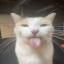 olimcat