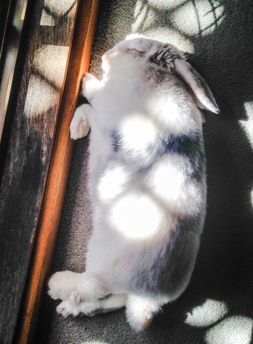 were-all-animals-xoxo:were-all-animals-xoxo:Sleepy timeCuteness