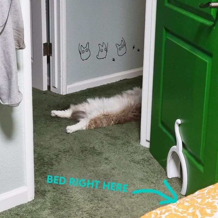 catasters: