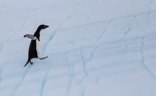 Adelie Penguin (Pygoscelis adeliae) © Lana Macko