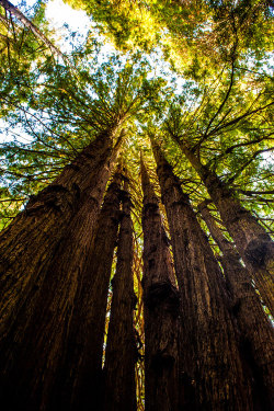 earthyday:  Redwoods  by G.O.M.E.R. (Randy