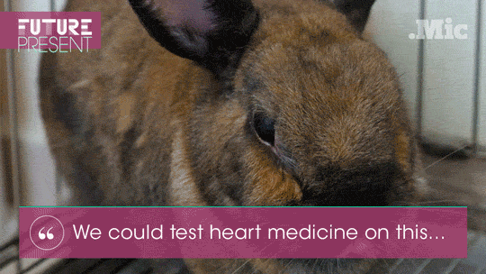 brigpod:  micdotcom:  Watch: These tiny “organ” chips could end animal testing
