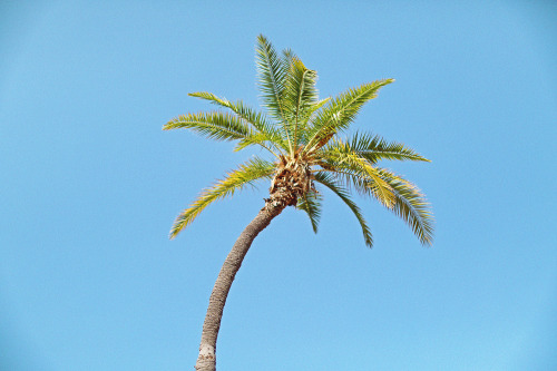 Pretty palm tree, Santa Barbara. 