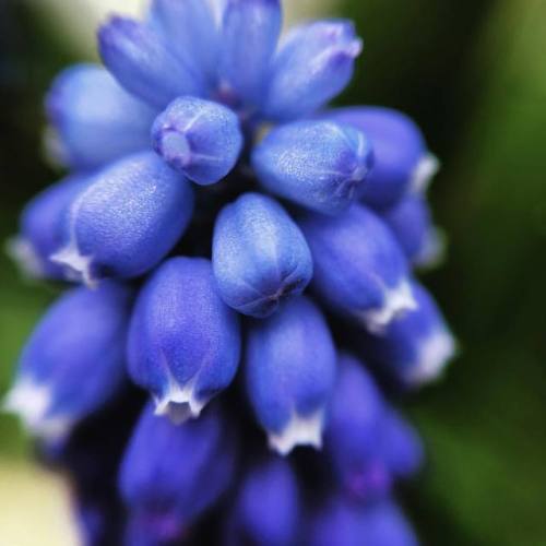 Playing With Macros #flowers #flowersofinstagram #flowerpower #colors #blue #spring #easter #easterflowers