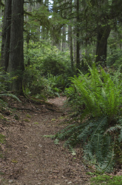  Beaver Loop trail, Seabeck  