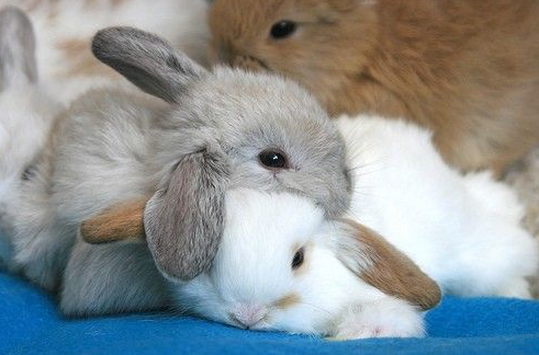 rojanlotfdoust:  Hey, so stop your scrolling for a bit think about baby bunnies,