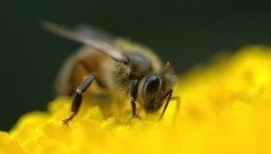 mothernaturenetwork:  Could bacteria from honeybees replace antibiotics?Bacteria discovered in the honey stomachs of bees can heal persistent wounds and beat antibiotic-resistant ‘superbugs,’ a new study shows, generating buzz about their potential