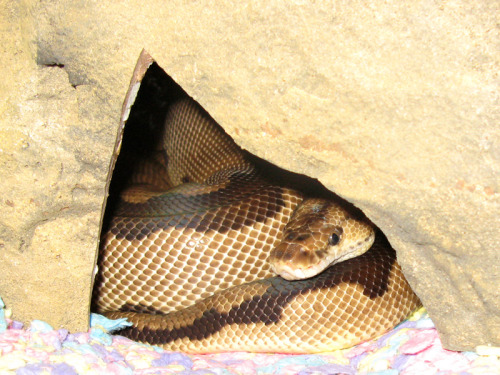 morelia-viridis:Harley’s watching American Ninja Warrior.(I suspect the chondros would have a better