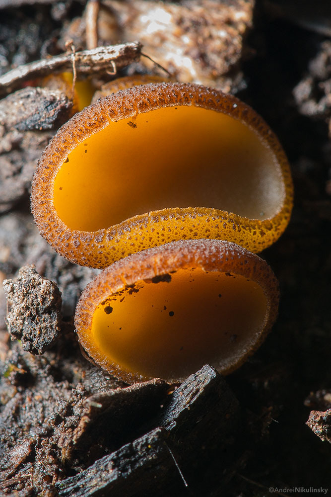 clusterpod:
“ Tiny Aleurina ferruginea
Guvvy’s Lagoon, Chauncy Vale, Tasmania.
”