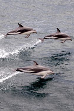 brazenbvll:  Dolphins : (©) 