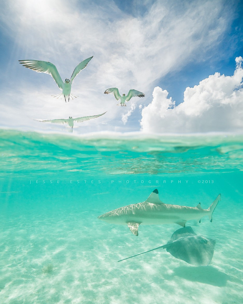 brutalgeneration:  Bora Bora - French Polynesia (by Jesse Estes)  mrbipples look