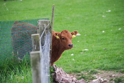 @thejunesky there’s a calf party at the back fence this evening! That second person is a 