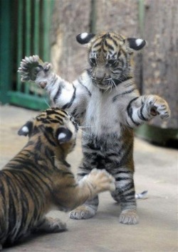 failsnet:  Tumblr Fails.net - Lion Cubs