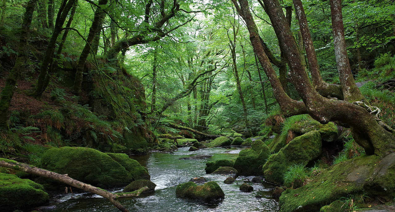 90377:    golitha falls, cornwall by sandilands villa   