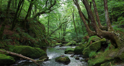 90377:    golitha falls, cornwall by sandilands villa   