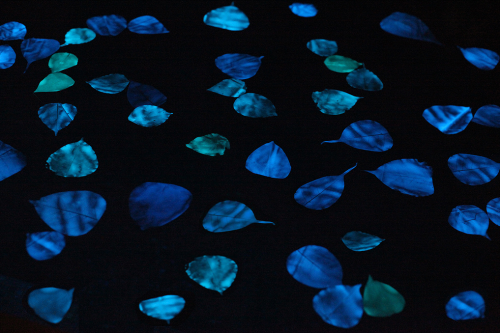 abstraire:  Miya Ando - Obon  Miya traveled to Puerto Rico where she floated 1000 resin and (non-toxic) phosphorescence-coated leaves in a small pond. During the day the phosphorescence collected and absorbed energy from sunlight, giving them a soft,