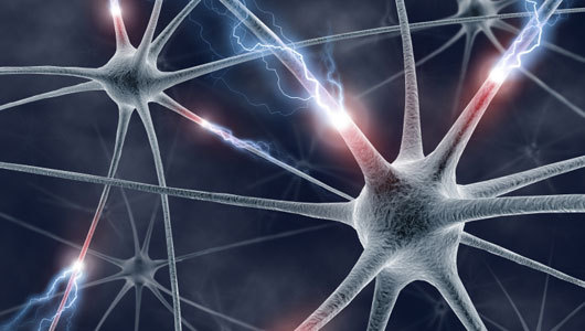 neurosciencestuff:  &lsquo;Support cells&rsquo; in brain play important role
